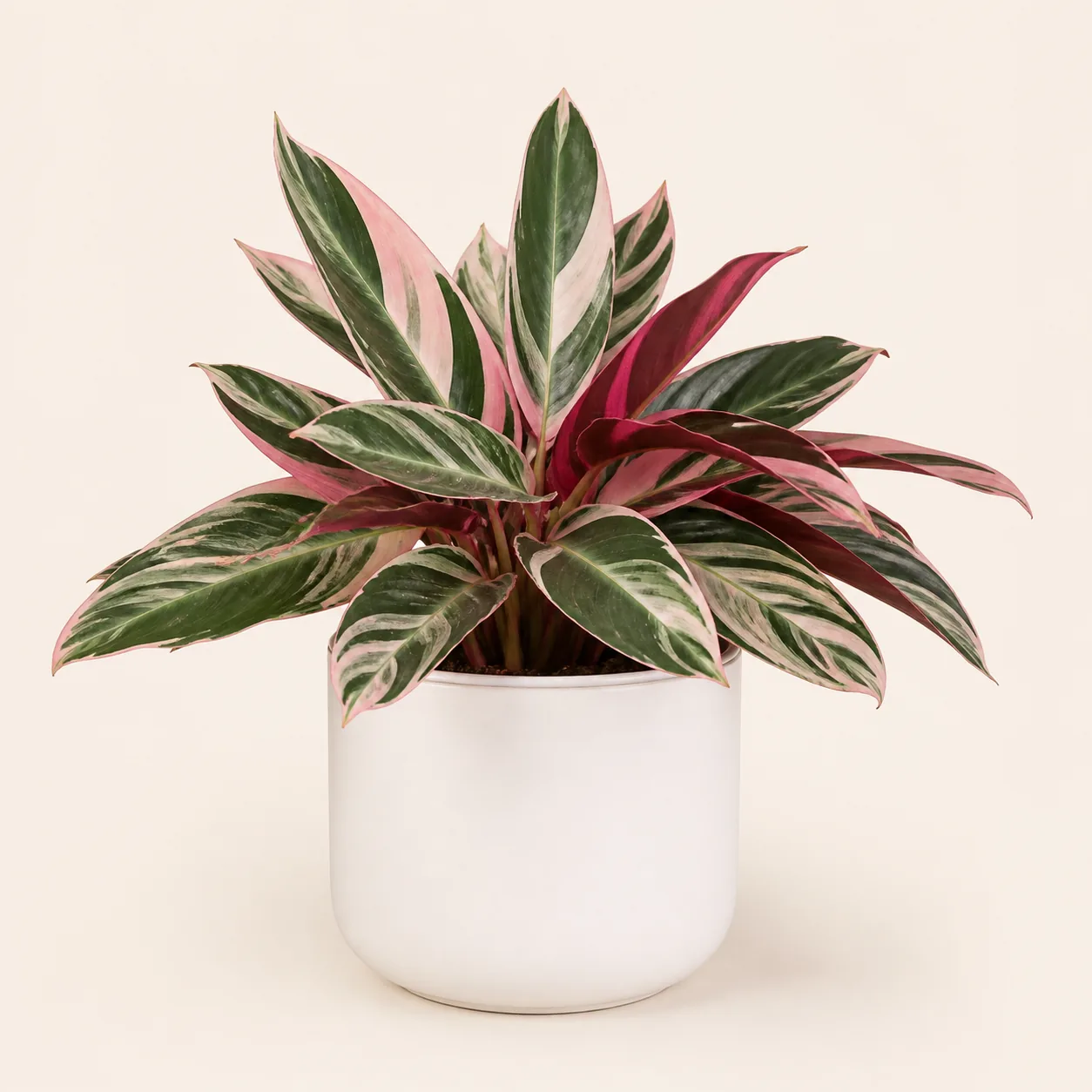 Calathea Triostar en maceta